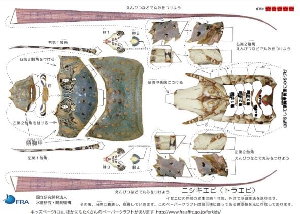 ニシキエビの型紙の一部（国立研究開発法人 水産研究・教育機構HP）