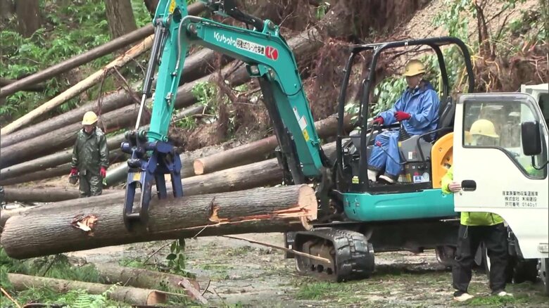 倒木の撤去作業