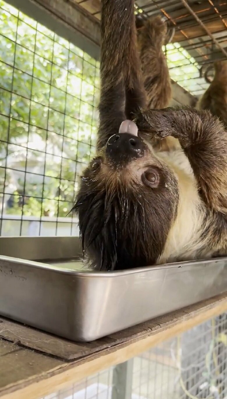 水にぬれても気にした様子はなくペロペロしていた（提供：神戸市立王子動物園）