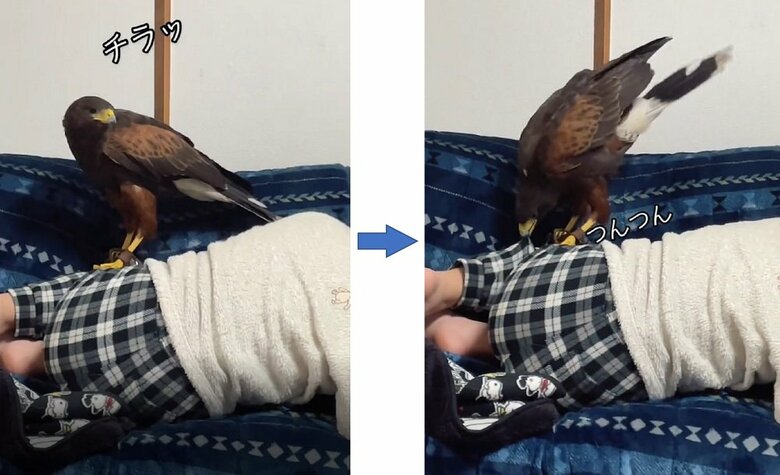 ズボンをつんつんして起こそうとする