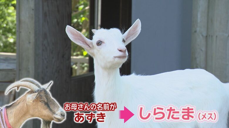めすの「しらたま」