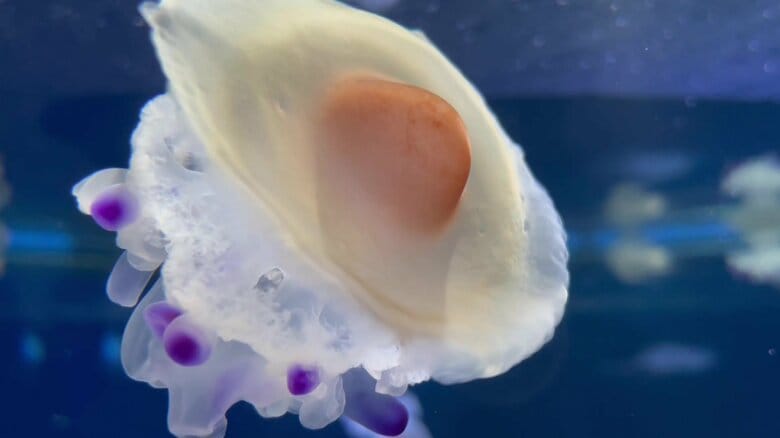 （提供：新江ノ島水族館）