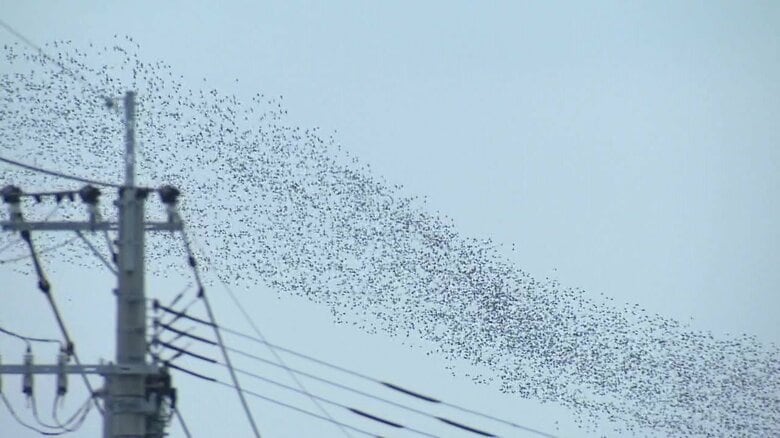 空を舞う鳥の大群（佐賀市 2024年12月25日）