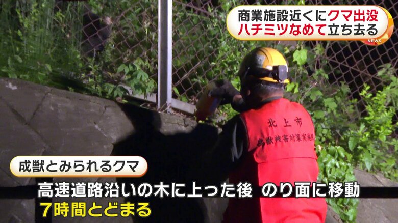 蜂蜜を塗りつける市の関係者