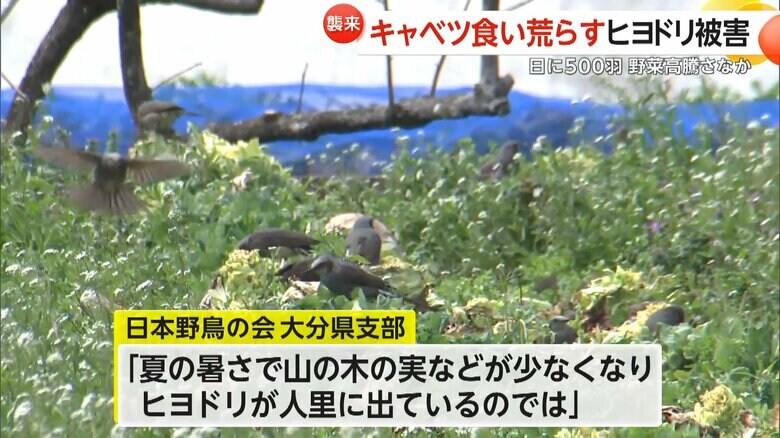 夏の暑さで山の木の実などが少なくなった事が原因と見られるヒヨドリの被害