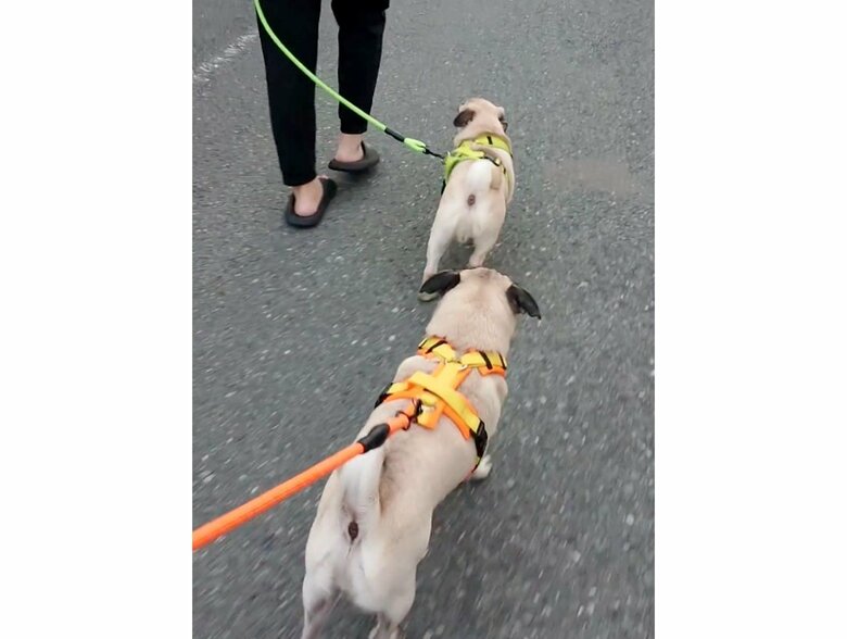 後ろから隣に移動してくる“兄犬”（提供：たまごandおもちさん）