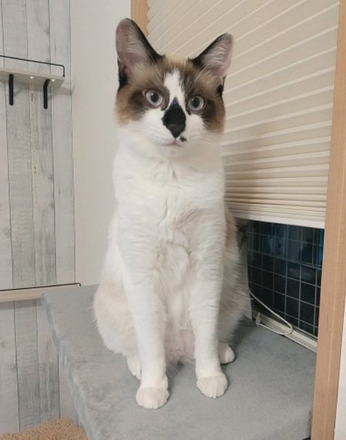 ラテくん（提供：かふぇらてさん）