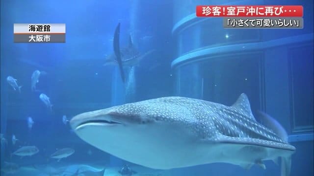 水族館にいるジンベイザメ