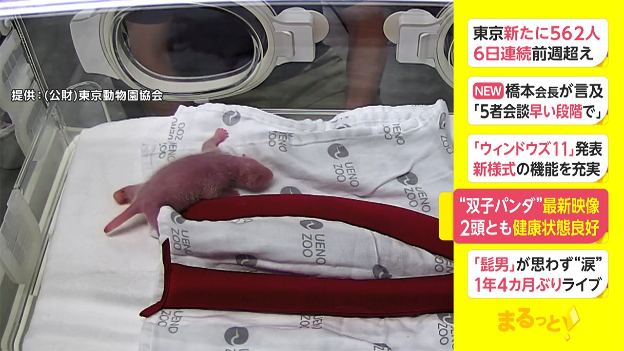 双子パンダ 最新映像 2頭とも健康状態良好 Fnnプライムオンライン Goo ニュース