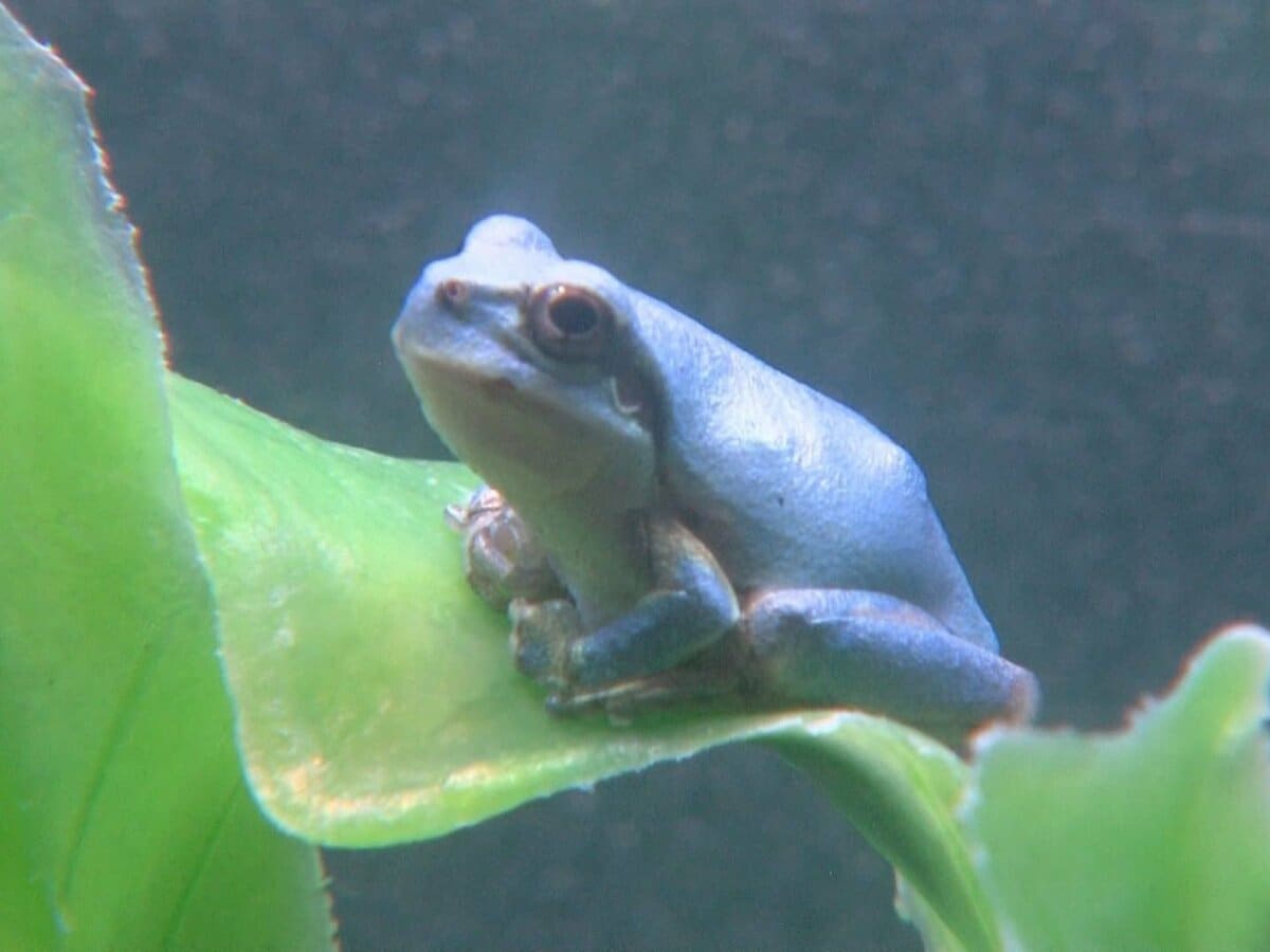 青いアマガエル】北海道産 幸せの青いカエル 見つかる確率10万分の1 とも言われます。 - 両生類