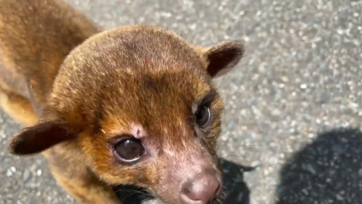 得体の知れない動物 サルかと思った 福岡市の山中で珍獣 キンカジュー を保護 発見した男性に撮影時のことを聞いた Fnnプライムオンライン