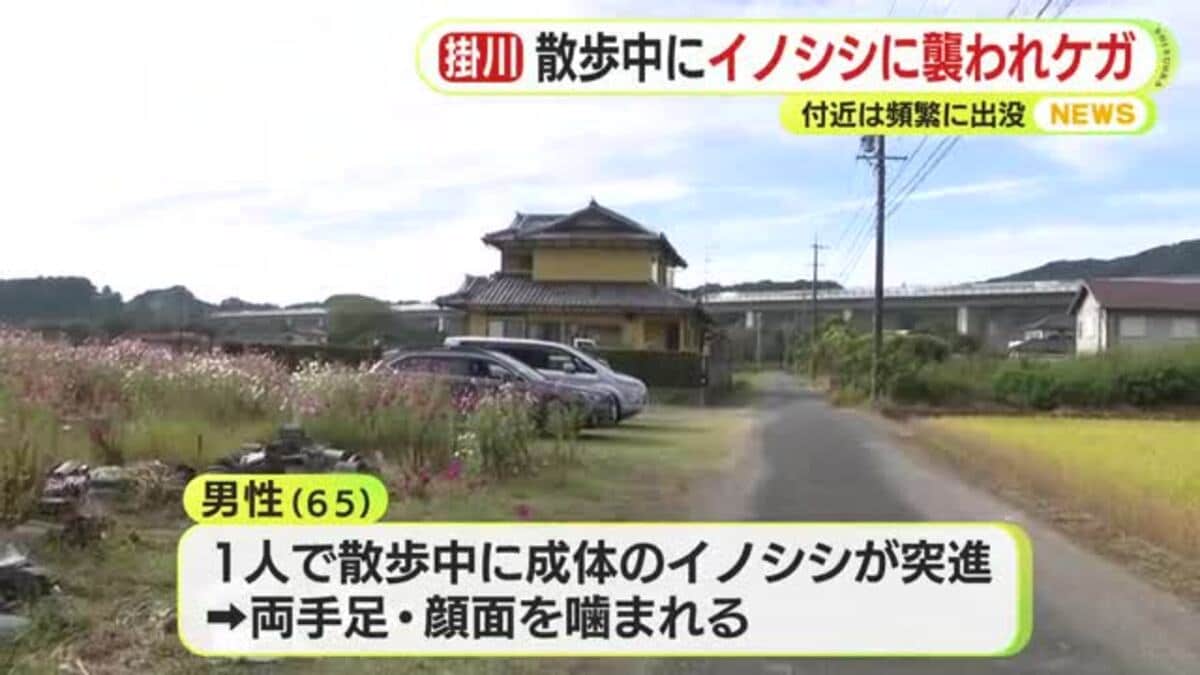 「血だらけ 全身噛まれたような感じだった」 掛川市で散歩中の男性 イノシシに襲われケガ 現場周辺には頻繁に出没か 静岡