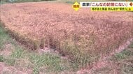 田んぼが“茶色”に　高温と雨不足で実が入ってない可能性も…農家落胆「ここまでは記憶にない」