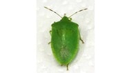 福井県内で「ミナミアオカメムシ」を初確認　コメや野菜の品質低下を招く恐れ　県農業試験場が防除の徹底を呼び掛け