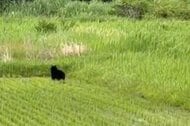 小学校近くの田んぼにクマ出没　車の運転手が目撃　体長約1メートル　警察が警戒呼びかけ　山口・柳井市