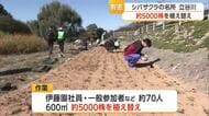 除草剤で枯れたシバザクラ植え替え作業に参加者が汗　山形・天童市