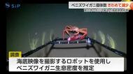 庄川河口沖のベニズワイガニ「1000平方メートルあたり2.34個体」に激減、海底地すべりの影響か