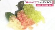 “森のキャビア”とも…オーストラリア原産の柑橘類『フィンガーライム』の収穫が最盛期 プチプチとした食感楽しめる