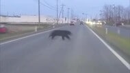 防波堤にクマ出没で釣り客避難　GW初日のレジャーエリアが騒然　秋田