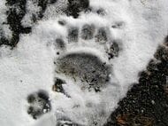 【ヒグマ速報】札幌・羊ケ丘地区で深夜に体長2メートルくらいのクマ目撃―森林総合研究所事務所棟から140m地点で確認、翌日には雪の上にクッキリと残る複数の足跡も発見＿前掌幅11cmの成獣か