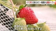 「一口のイチゴが人生を変えた」介護職から観光農園へ　介護の知恵とAIで実現した“愛がいっぱい”のイチゴ農園