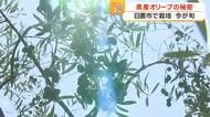 【今が旬】日置市で栽培　鹿児島県産オリーブの秘密