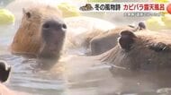 カピバラ露天風呂　冬の到来を告げる風物詩　ポカポカお風呂でまどろむ姿　静岡・伊豆シャボテン動物公園