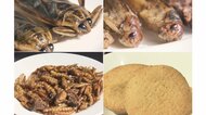  “幼虫の形そのままも…「昆虫食」の自販機が人気　タガメはスナック菓子の食感【愛知発】
