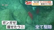 1年間で86万個を駆除 唐津・玄海地区の海を蘇らせた「ガンガゼバスターズ」【佐賀県】
