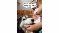 「ぎゃわいい」赤ちゃんへのトントンをハスキー犬が“叩いている”と勘違い！“弟”を守ろうとする姿に心温まる
