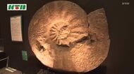 巨大スケールで体感！長崎・恐竜博物館で「海展」17日から　子供たちも興味津々
