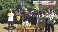 シークヮーサー農家を支援するためオキハム社員が収穫作業を手伝う