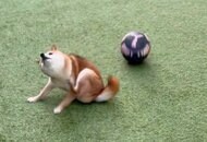 「やらんのかいッ！」ボールを蹴ったら柴犬が忍法“かわし身の術”？予想外の動きの理由を飼い主に聞いた