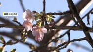 列島で3月下旬の陽気も…福島・いわき市では河津桜が2週間早い開花　東京都心は12.6℃　週末もポカポカ