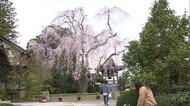 見事によみがえり…咲き誇る 大枝が折れた千光寺しだれ桜 一時は伐採も検討【岡山・津山市】