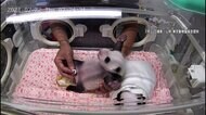 双子の赤ちゃんパンダ最新映像 体重1kg超え 白黒模様もはっきりと