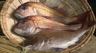 瀬戸内春の風物詩 縁起物の贈答品としても人気 タイの浜焼きづくり始まる【岡山・笠岡市】