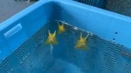 「水を吹くフグ」の動画にほっこり…“水吹き”の理由を水族館と専門家に聞いた