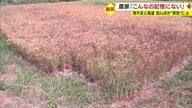 田んぼが“茶色”に　高温と雨不足で実が入ってない可能性も…農家落胆「ここまでは記憶にない」