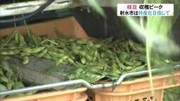 ブランド名は「富山ブラック」　射水市で特産化目指す枝豆収穫ピーク…鮮度保つため収穫は午前2時半開始
