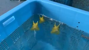 「水を吹くフグ」の動画にほっこり…“水吹き”の理由を水族館と専門家に聞いた