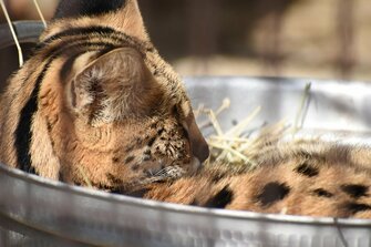 ねこ鍋ならぬ サーバル鍋 に癒される ネコ科はやっぱり狭い場所が好き 飼育員に聞いた