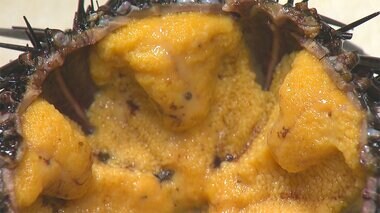 海の厄介者“磯焼け”ウニ 解決策は…
