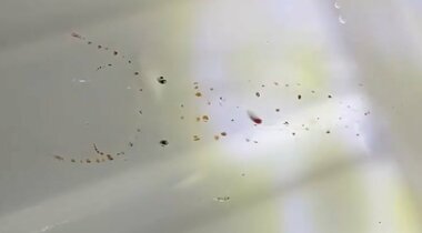 「“目と内臓”以外が透明なイカ」の形は見える? 生態を専門家に聞いた