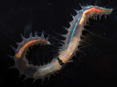 “水中で音を出す”ゴカイが本当にいた…世界初の発見は偶然の産物だった