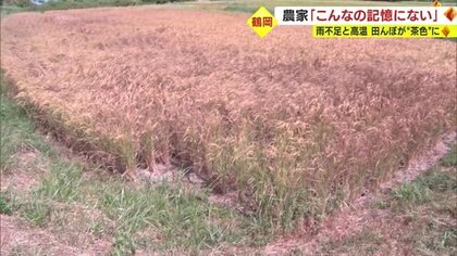 田んぼが“茶色”に　高温と雨不足で実が入ってない可能性も…農家落胆「ここまでは記憶にない」