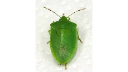 福井県内で「ミナミアオカメムシ」を初確認　コメや野菜の品質低下を招く恐れ　県農業試験場が防除の徹底を呼び掛け