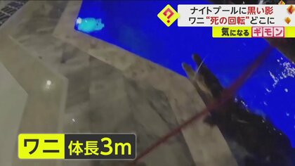 【ナイトプールに”3ｍ”ワニ】無事捕獲も住民不安続く…フロリダ州で1975年推計300頭が昨年2000頭に　米
