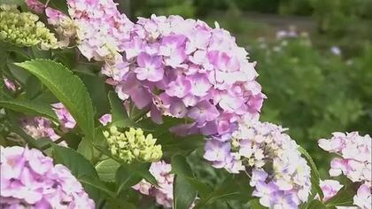 梅雨のあじさい寺　鮮やかに彩る３０００株の大輪…津山市の長法寺でアジサイの花見頃【岡山】