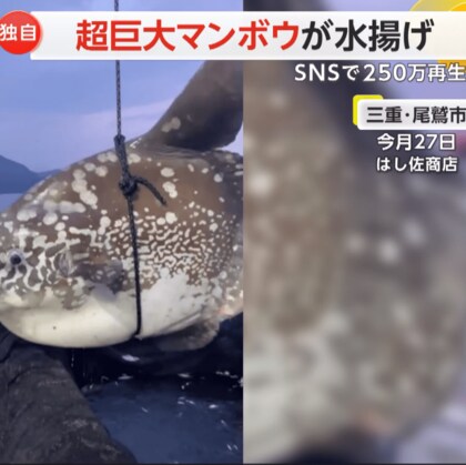 「10年の漁師生活で初」三重・尾鷲で推定3m超巨大マンボウを水揚げ…SNSで250万再生　下関ではクラゲ食べる珍光景　